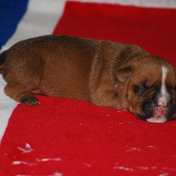 ZADATIS Un petit liseré Mâle Bulldog continental