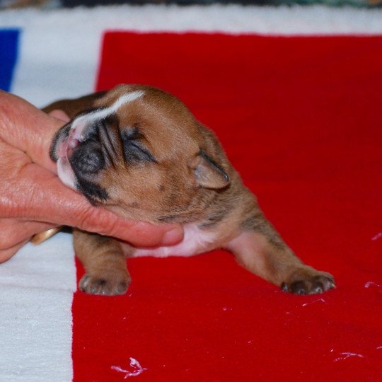 chiot Bulldog continental Fauve Elevage canin de race caniche staffordshire bull terrier dit staffie et bulldog Continental lof  