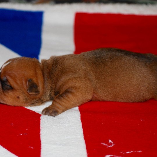 chiot Bulldog continental Fauve Elevage canin de race caniche staffordshire bull terrier dit staffie et bulldog Continental lof  