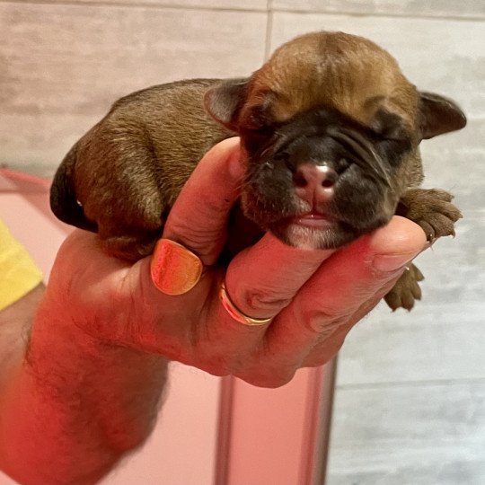 chiot Bulldog continental Fauve Elevage canin de race caniche staffordshire bull terrier dit staffie et bulldog Continental lof  