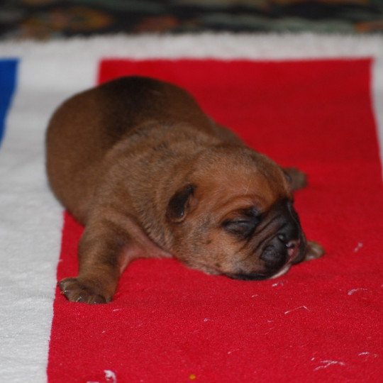 chiot Bulldog continental Fauve Elevage canin de race caniche staffordshire bull terrier dit staffie et bulldog Continental lof  