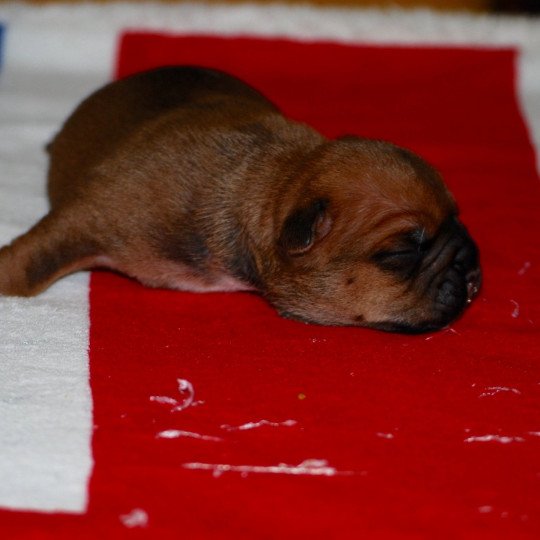 chiot Bulldog continental Fauve Elevage canin de race caniche staffordshire bull terrier dit staffie et bulldog Continental lof  