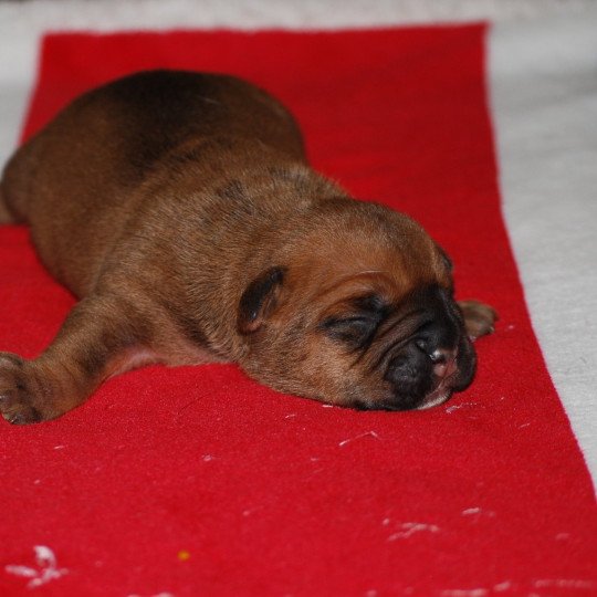 chiot Bulldog continental Fauve Elevage canin de race caniche staffordshire bull terrier dit staffie et bulldog Continental lof  