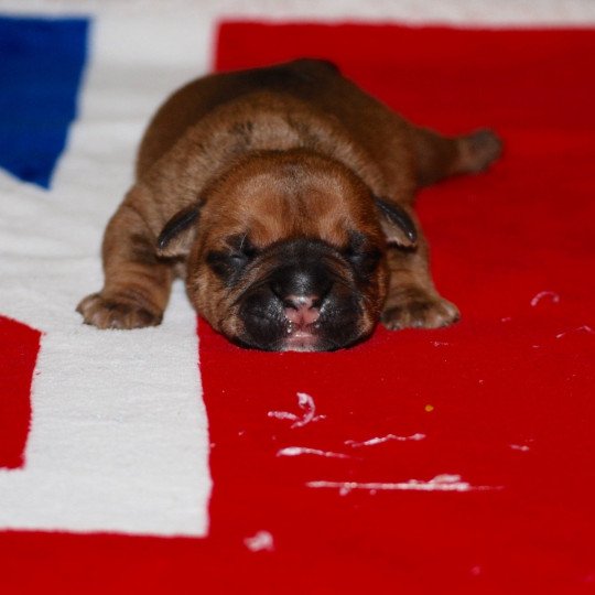 chiot Bulldog continental Fauve Elevage canin de race caniche staffordshire bull terrier dit staffie et bulldog Continental lof  