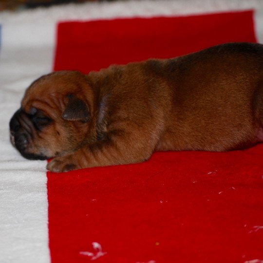 chiot Bulldog continental Fauve Elevage canin de race caniche staffordshire bull terrier dit staffie et bulldog Continental lof  
