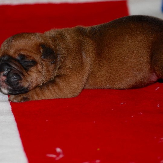 chiot Bulldog continental Fauve Elevage canin de race caniche staffordshire bull terrier dit staffie et bulldog Continental lof  
