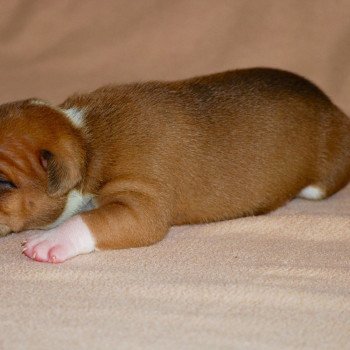 1er chiot (Portée rolex ❤ Replay du 6e sens) - Femelle Fauve Petite femelle mini liseré, bout queue blanc , grande chaussette arr G  - 2 chauss avt , plastron Femelle Bulldog continental