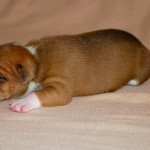 1er chiot (Portée rolex ❤ Replay du 6e sens) - Femelle Fauve Petite femelle mini liseré, bout queue blanc , grande chaussette arr G - 2 chauss avt , plastron Femelle Bulldog continental 1er chiot (Portée rolex ❤ Replay du 6e sens) - Femelle Fauve Petite femelle mini liseré, bout queue blanc , grande chaussette arr G - 2 chauss avt , plastron Femelle Bulldog continental