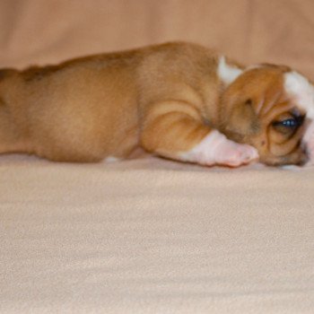 2e chiot (Portée rolex ❤ Replay du 6e sens) - Femelle Fauve Front blanc, 4 socquettes, plastron, mini tache , la + grosse Femelle Bulldog continental