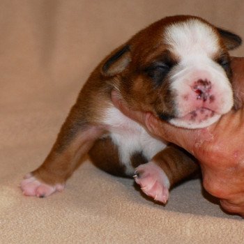 3e chiot (Portée rolex ❤ Replay du 6e sens) - Femelle Fauve rouge 4 socquettes , front blanc, plastron grand M , bout de queue blanc Femelle Bulldog continental