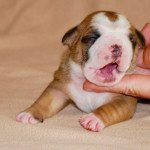 4e chiot (Portée rolex ❤ Replay du 6e sens) - Femelle Fauve 2 plastron, 4 socquettes , front blanc cœur et V fauve , petite tache blanche Femelle Bulldog continental 4e chiot (Portée rolex ❤ Replay du 6e sens) - Femelle Fauve 2 plastron, 4 socquettes , front blanc cœur et V fauve , petite tache blanche Femelle Bulldog continental