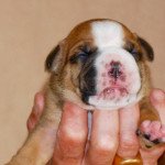 5e chiot (Portée rolex ❤ Replay du 6e sens) - Femelle Plastron, 4 socquettes, mini tache front blanc Femelle Bulldog continental 5e chiot (Portée rolex ❤ Replay du 6e sens) - Femelle Plastron, 4 socquettes, mini tache front blanc Femelle Bulldog continental