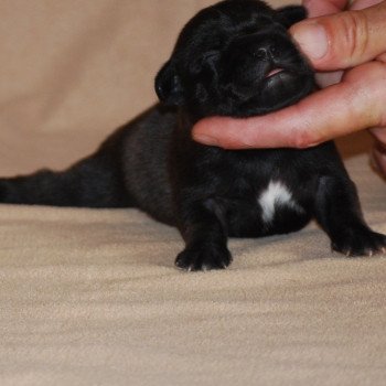 1er chiot (Portée Rose good dog stafford ❤ Mahone 2023) - Mâle Bringé Bringé pas de socquette , éclair blanc Mâle Staffordshire bull terrier