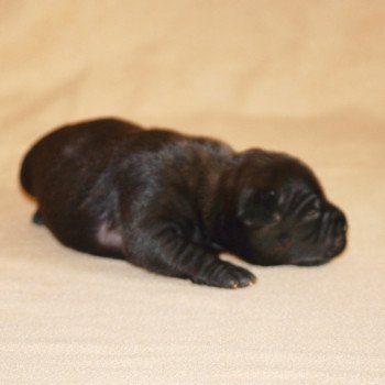 2e chiot (Portée Rose good dog stafford ❤ Mahone 2023) - Mâle Bringé Pas de socquette ni plastron rond à peine visible Mâle Staffordshire bull terrier