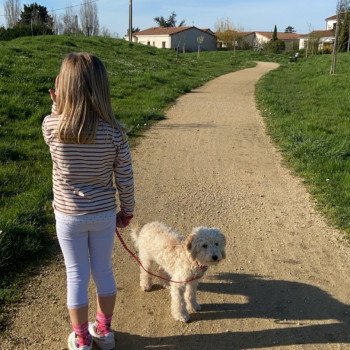 ZADATIS UBY Femelle Caniche