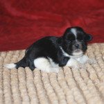 1er chiot (Portée Simone ❤ Pilou) - Femelle Noire et blanche Femelle Shih tzu 1er chiot (Portée Simone ❤ Pilou) - Femelle Noire et blanche Femelle Shih tzu
