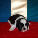 4e chiot (Portée Simone ❤ Pilou) - Mâle Noir et blanc Tache blanche fesses Mâle Shih tzu 4e chiot (Portée Simone ❤ Pilou) - Mâle Noir et blanc Tache blanche fesses Mâle Shih tzu