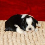 5e chiot (Portée Simone ❤ Pilou) - Mâle Noir et blanc Mâle Shih tzu 5e chiot (Portée Simone ❤ Pilou) - Mâle Noir et blanc Mâle Shih tzu
