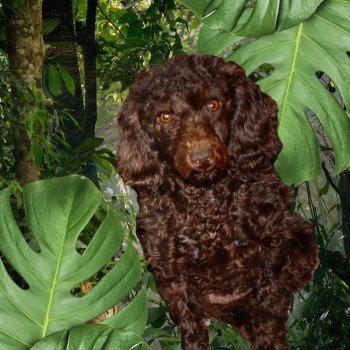 ZADATIS Ultra Femelle Caniche