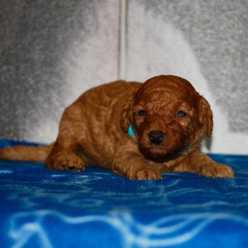ZADATIS Aristote Mâle Caniche