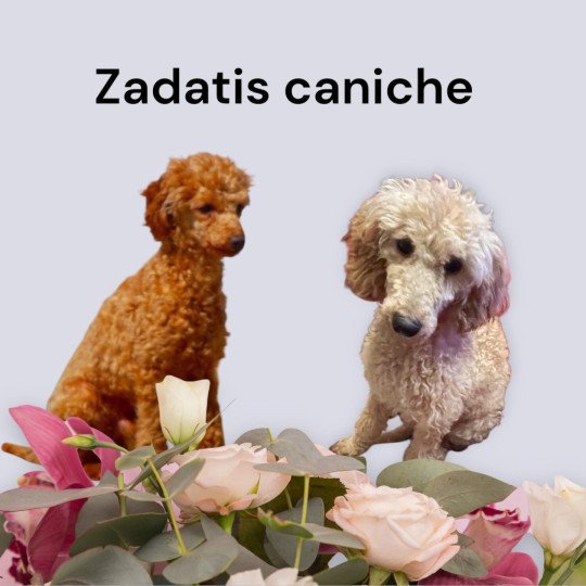 chiot Caniche Fauve Elevage zadatis  caniche , teckel  
