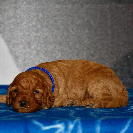 chiot Caniche Fauve Almo Elevage zadatis  caniche , teckel  