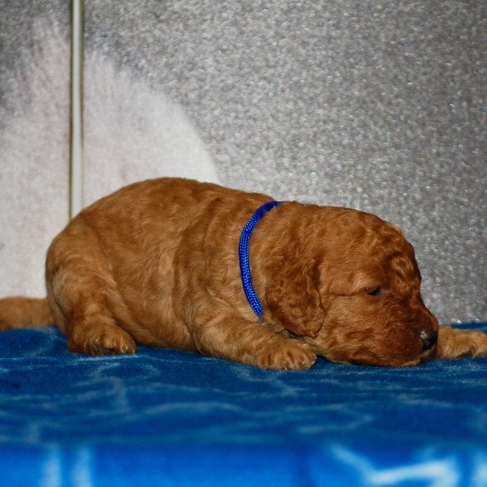 chiot Caniche Fauve Almo Elevage zadatis  caniche , teckel  