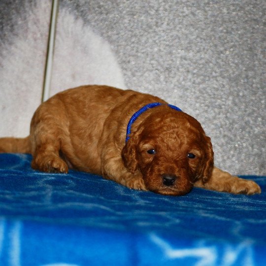 chiot Caniche Fauve Almo Elevage zadatis  caniche , teckel  