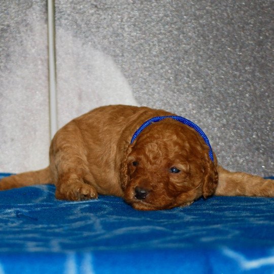 chiot Caniche Fauve Almo Elevage zadatis  caniche , teckel  