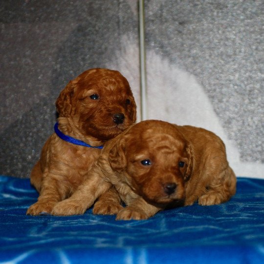 chiot Caniche Fauve Almo Elevage zadatis  caniche , teckel  