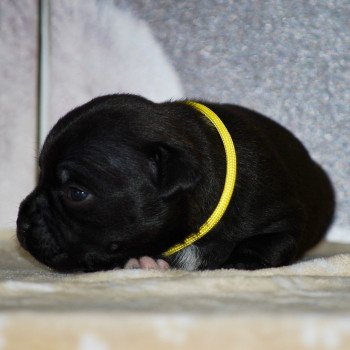 ZADATIS Abiza Femelle Staffordshire bull terrier