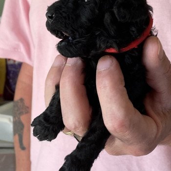 ZADATIS Au Nuts Mâle Caniche