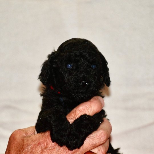 chiot Caniche Noir Au Nuts Elevage zadatis  caniche , teckel  