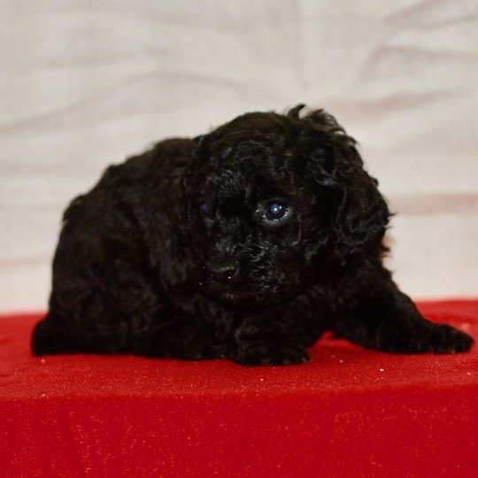 chiot Caniche Noir Au Nuts Elevage zadatis  caniche , teckel  