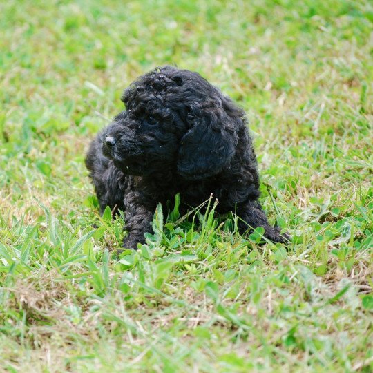 chiot Caniche Noir Au Nuts Elevage zadatis  caniche , teckel  