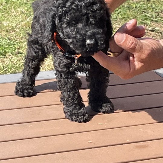 chiot Caniche Noir Au Nuts Elevage zadatis  caniche , teckel  