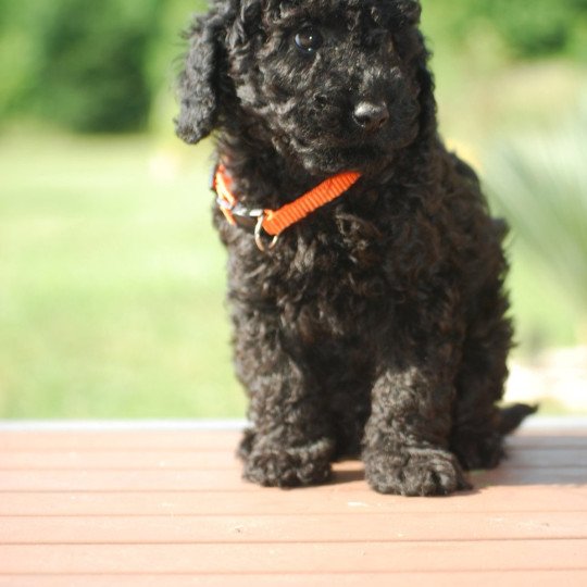 chiot Caniche Noir Au Nuts Elevage zadatis  caniche , teckel  