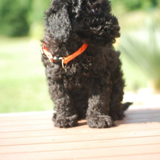 chiot Caniche Noir Au Nuts Elevage zadatis  caniche , teckel  
