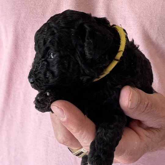 chiot Caniche Noir Arturo Elevage zadatis  caniche , teckel  