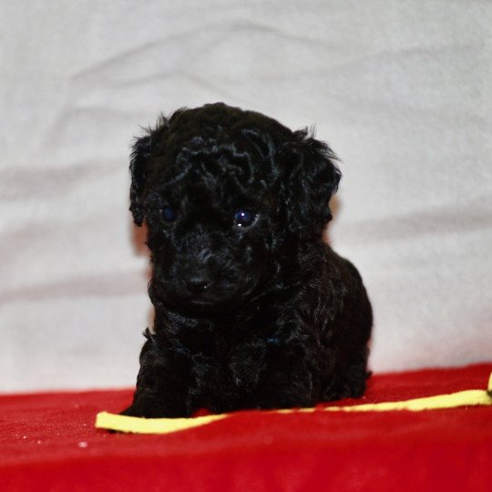 chiot Caniche Noir Arturo Elevage zadatis  caniche , teckel  