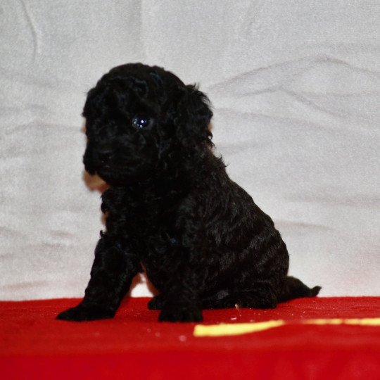 chiot Caniche Noir Arturo Elevage zadatis  caniche , teckel  