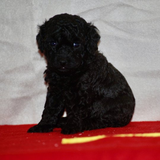 chiot Caniche Noir Arturo Elevage zadatis  caniche , teckel  