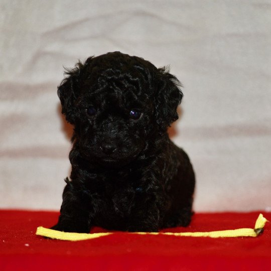 chiot Caniche Noir Arturo Elevage zadatis  caniche , teckel  