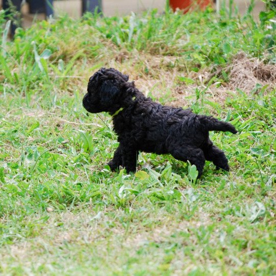 chiot Caniche Noir Arturo Elevage zadatis  caniche , teckel  