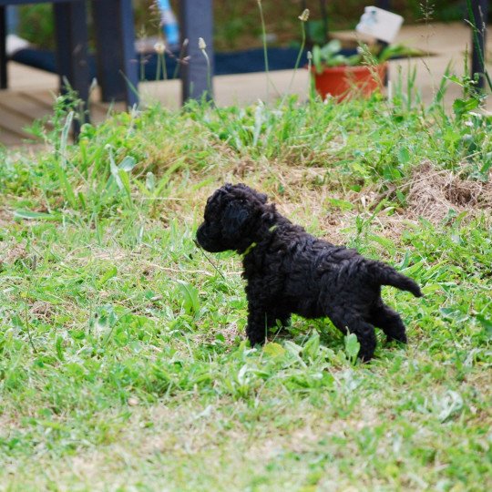 chiot Caniche Noir Arturo Elevage zadatis  caniche , teckel  
