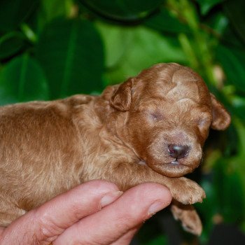 ZADATIS Al Nino Mâle Caniche