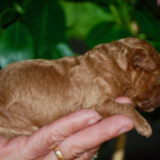 chiot Caniche Fauve Al Nino Elevage zadatis  caniche , teckel  