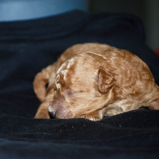 chiot Caniche Fauve Al Nino Elevage zadatis  caniche , teckel  