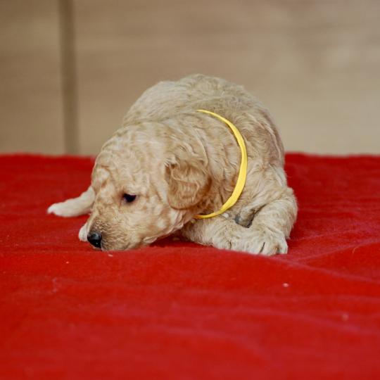 chiot Caniche Elevage zadatis  caniche , teckel  