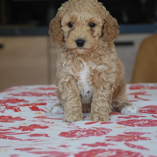 chiot Caniche Noisette et blanche Biscotte Elevage zadatis  caniche , teckel  